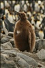 Juvenile King Penguin